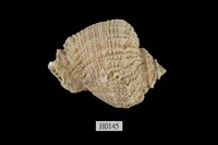 藏品(小皺岩螺)的圖片